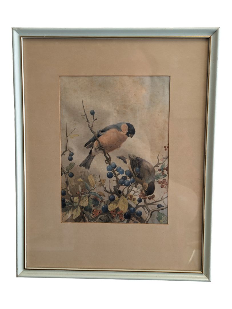 Vintage Art Birds of Great Britain