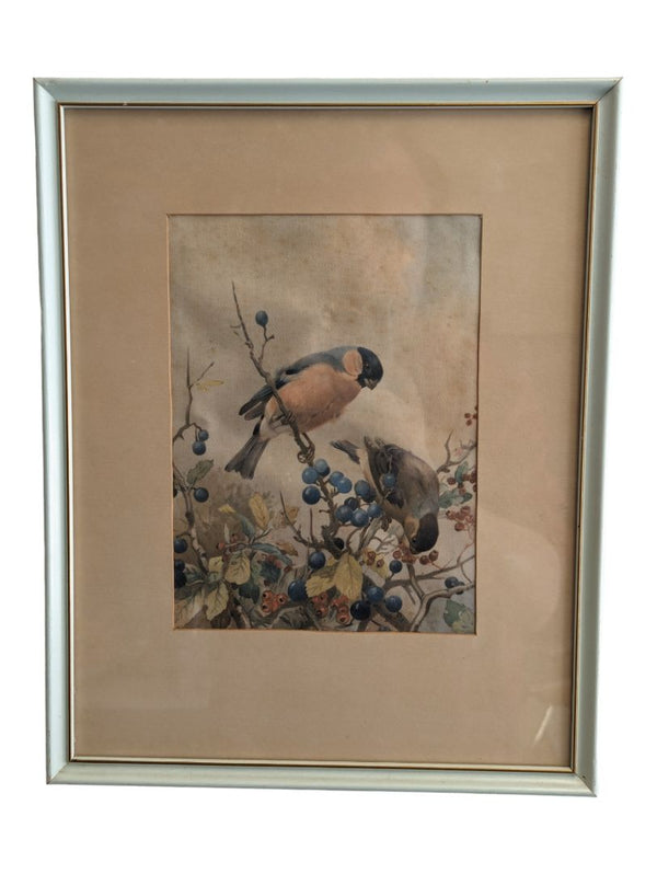 Vintage Art Birds of Great Britain