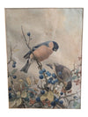 Vintage Art Birds of Great Britain