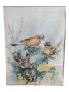 Vintage Art Birds of Great Britain