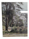 Set of 3- Arthur H Firmin-Photography  Art
