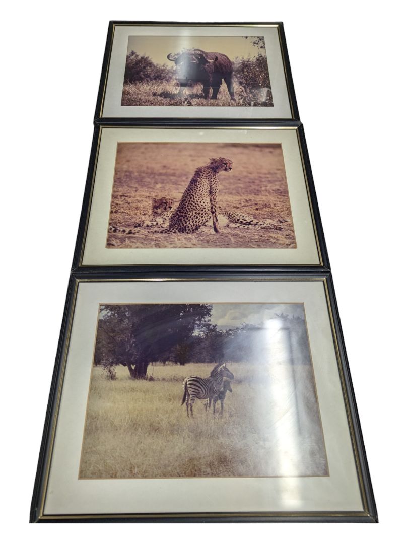 Framed Photography- Cheetah Couple