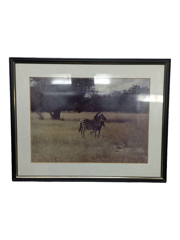 Framed Photography-Zebra Mother and calf