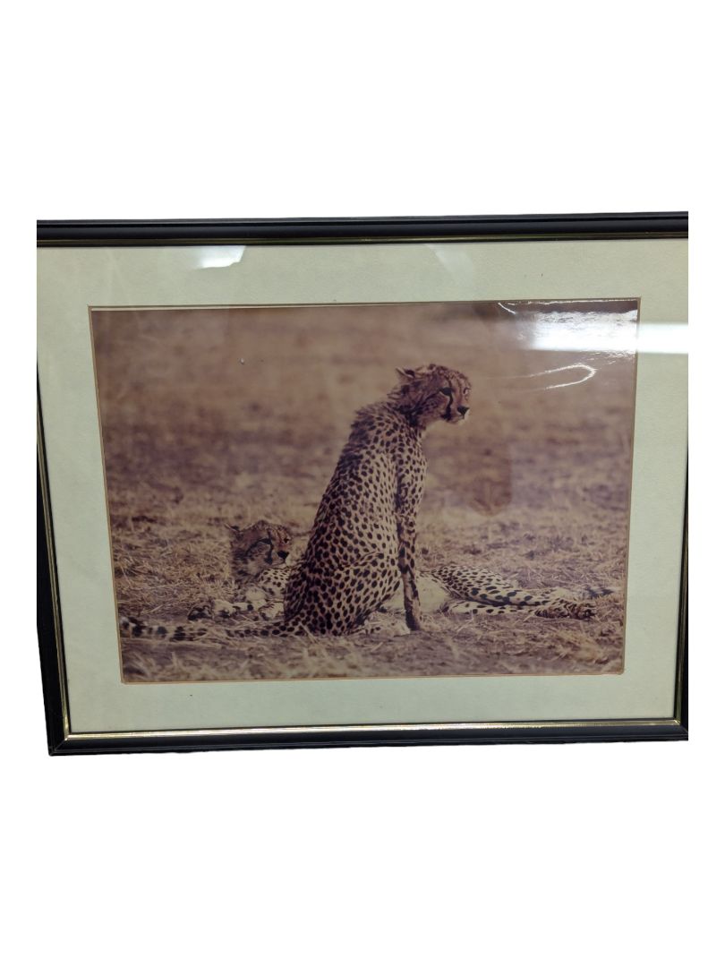 Framed Photography- Cheetah Couple