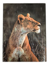 Serengeti: Kingdom of Predators