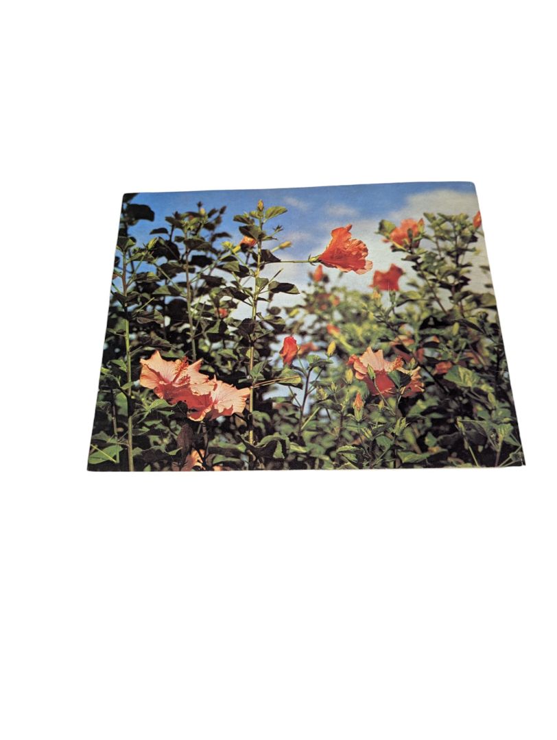 Flowering trees & Shrubs - East Africa