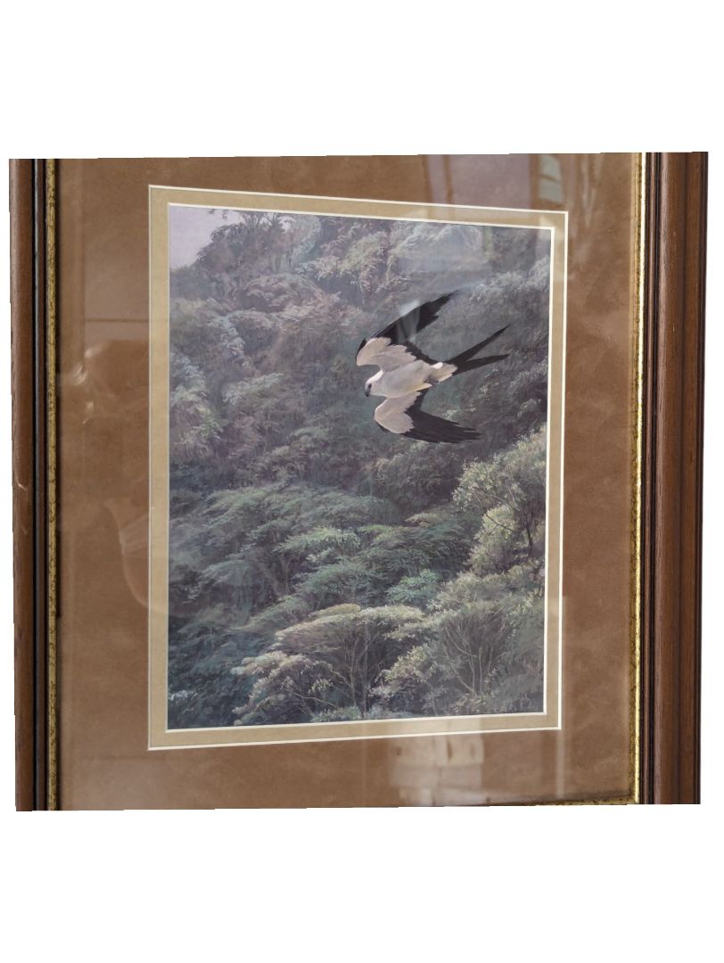 Bird Flying Framed Print