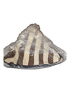 Real Zebra Fur Seat Covers, Set of 4