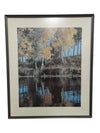 "Birch Trees, Elk Island Park, Alberta" 20" x 24" (P)