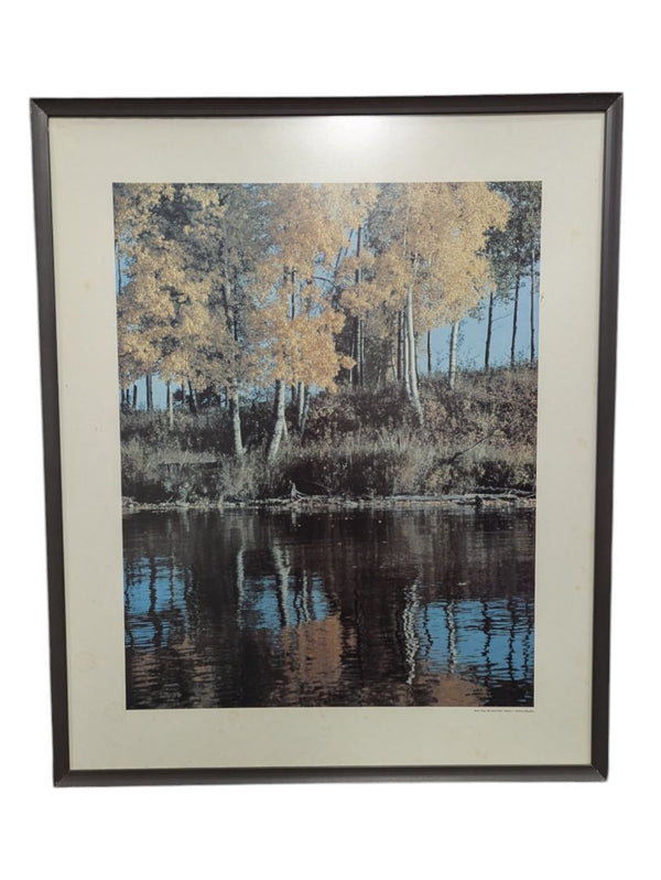"Birch Trees, Elk Island Park, Alberta" 20" x 24" (P)