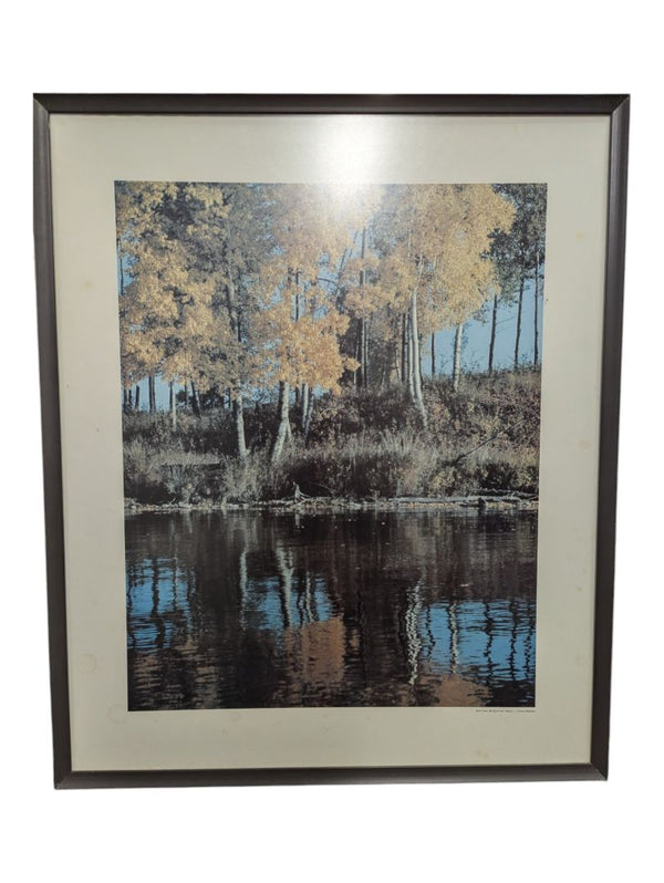 "Birch Trees, Elk Island Park, Alberta" 20" x 24" (P)