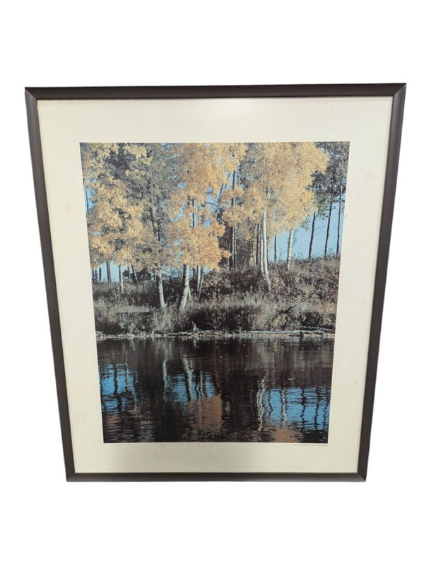 "Birch Trees, Elk Island Park, Alberta" 20" x 24" (P)