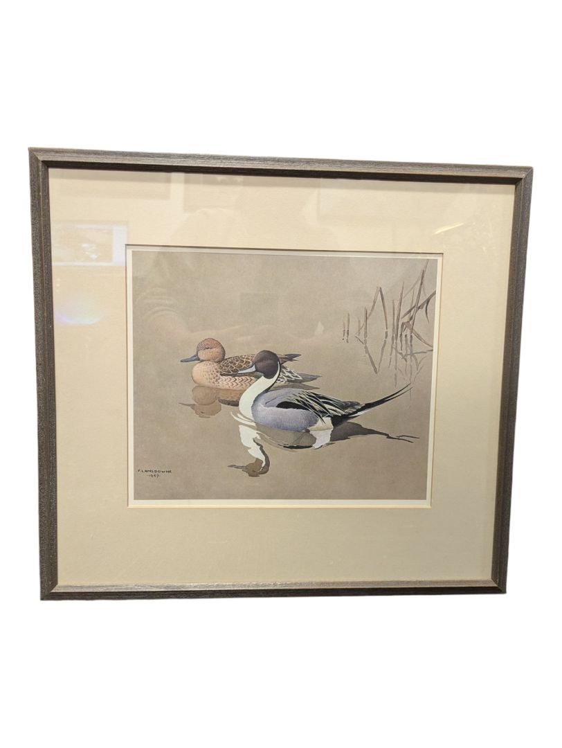 Painting of a Pair of Pintail Ducks 20