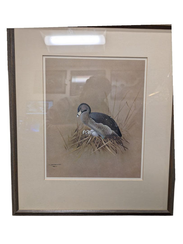 Painting of a Pied Billed Grebe 18" x 21" (P)