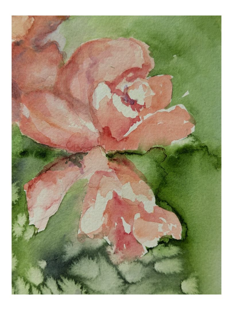 Watercolour Painting of a Rose Bush 11