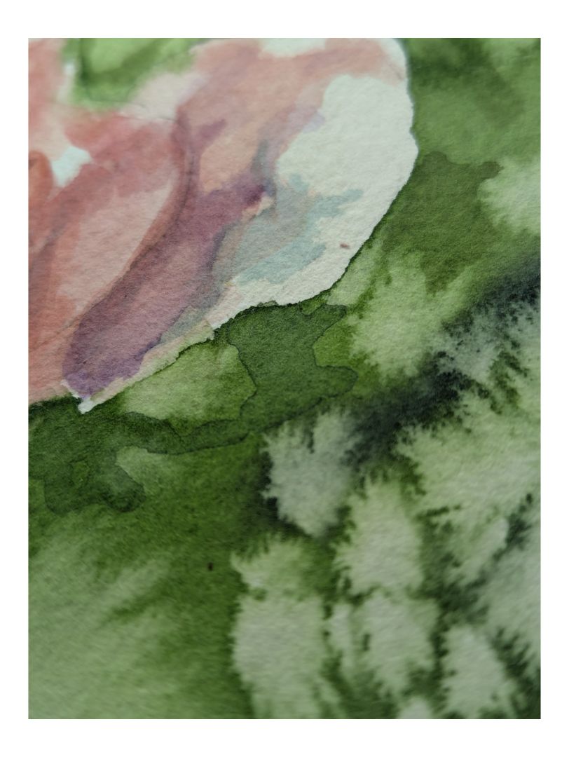 Watercolour Painting of a Rose Bush 11