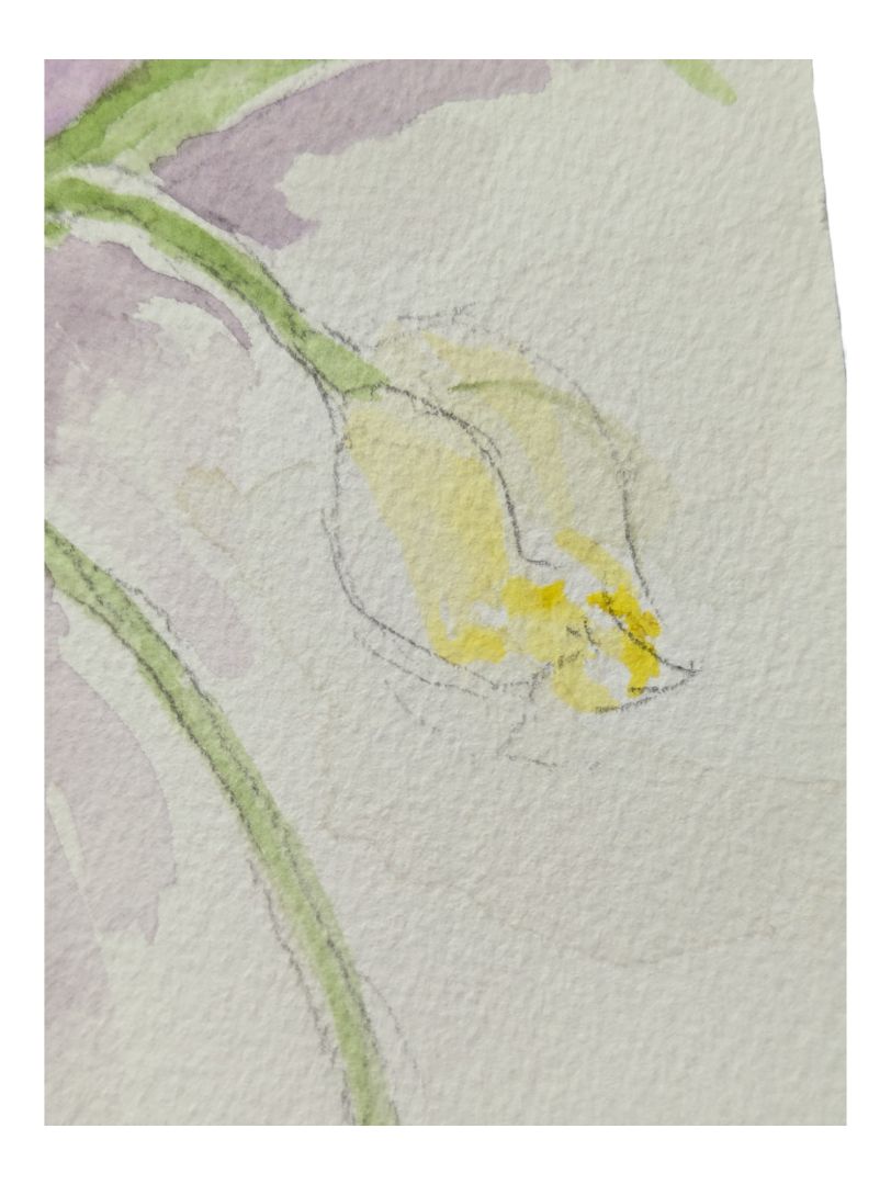 Watercolour Painting of a Tulip Vase 9