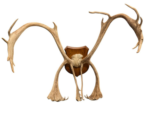 Mounted Caribou Antlers on Wooden Plaque