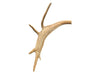 Mounted Caribou Antlers on Wooden Plaque