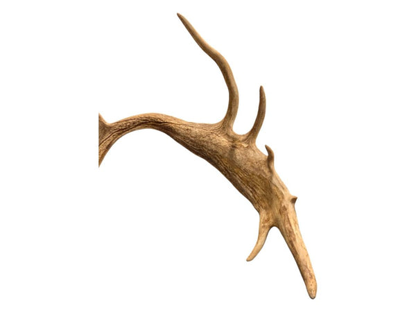 Mounted Caribou Antlers on Wooden Plaque