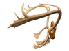 Mounted Caribou Antlers on Wooden Plaque