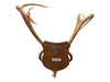Mounted Caribou Antlers on Wooden Plaque