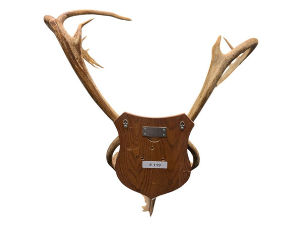 Mounted Caribou Antlers on Wooden Plaque