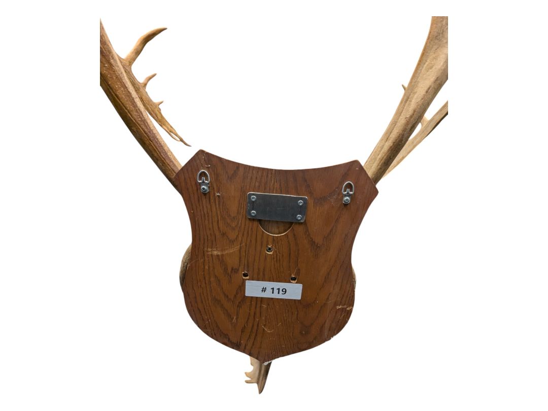 Mounted Caribou Antlers on Wooden Plaque