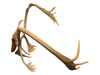 Mounted Caribou Antlers on Wooden Plaque