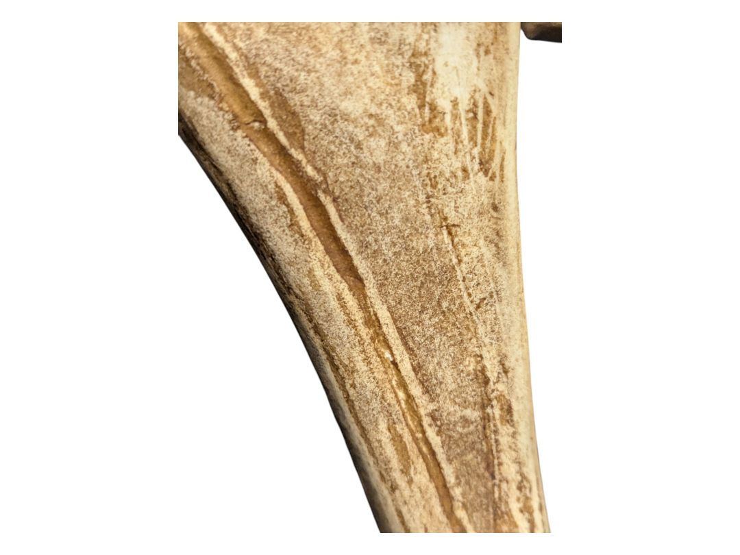 Mounted Caribou Antlers on Wooden Plaque