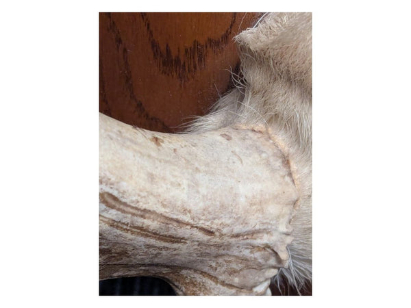 Mounted Caribou Antlers on Wooden Plaque