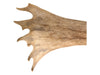 Mounted Caribou Antlers on Wooden Plaque
