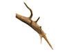 Mounted Caribou Antlers on Wooden Plaque