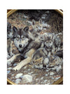 "Den Mother" Collectable Plate by Carl Brenders