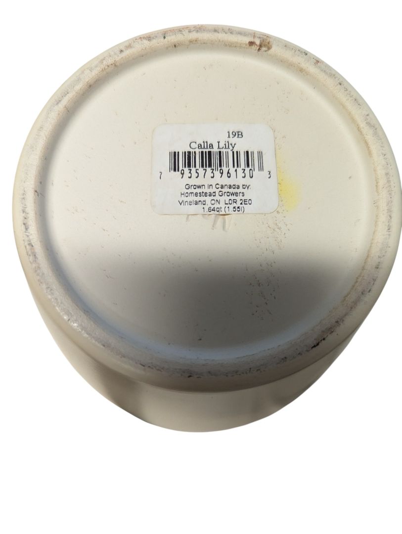 Modern Ceramic Planter – Mustard Yellow “Calla Lily” Pot