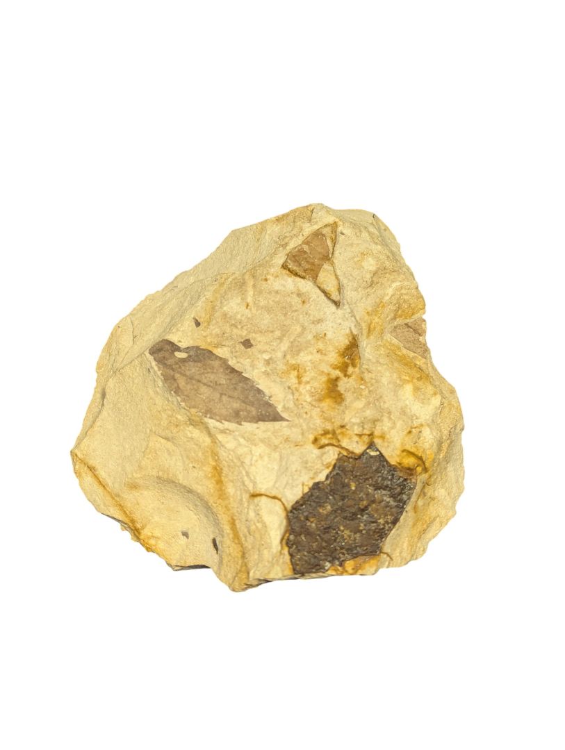 Fossilized Leaf Imprint in Sandstone