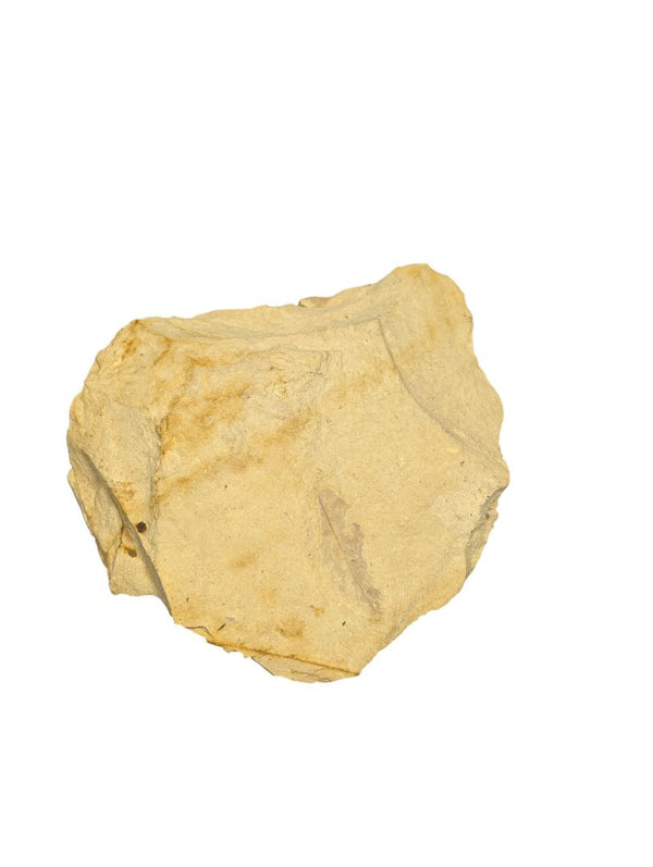 Fossilized Leaf Imprint in Sandstone