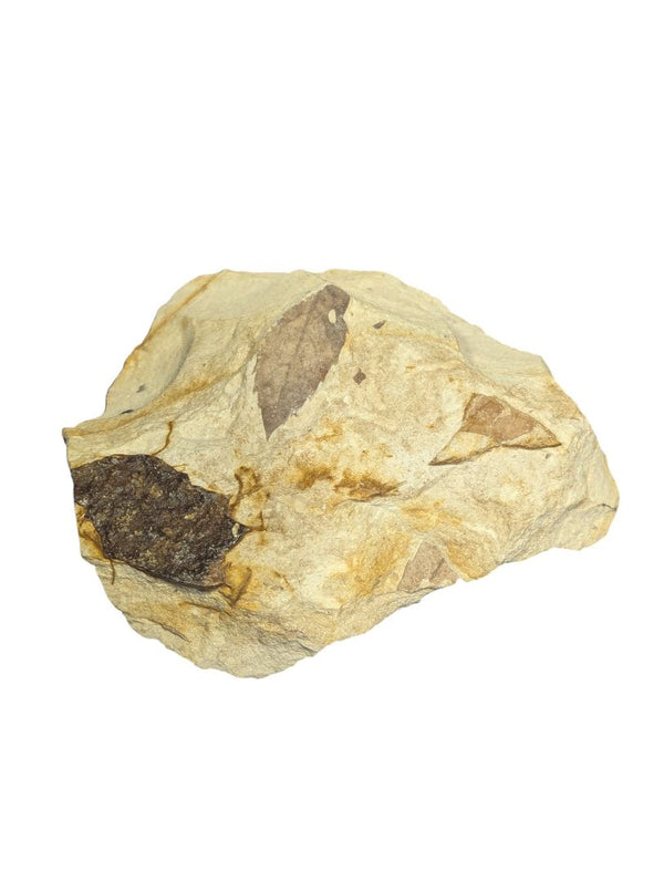 Fossilized Leaf Imprint in Sandstone