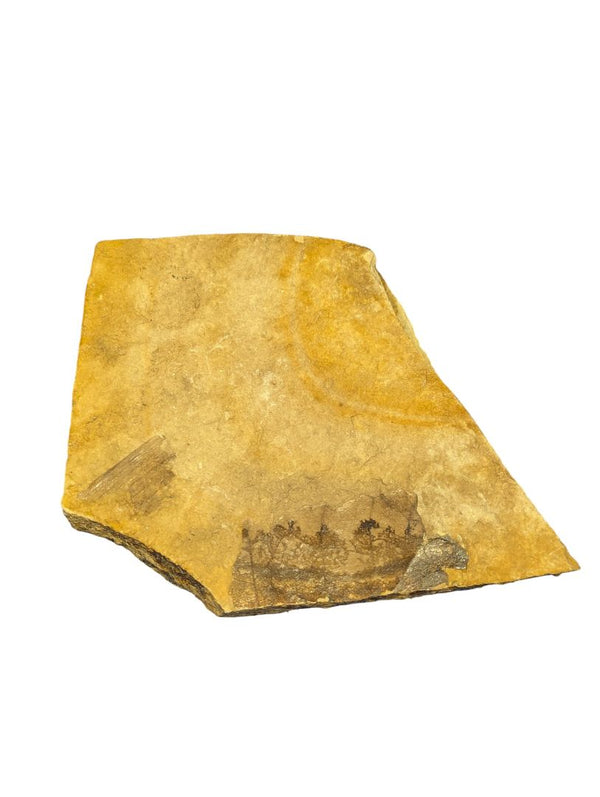 Fossilized Plant Impression in Shale