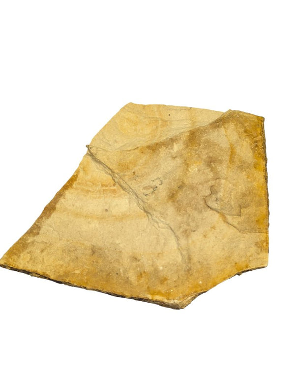 Fossilized Plant Impression in Shale