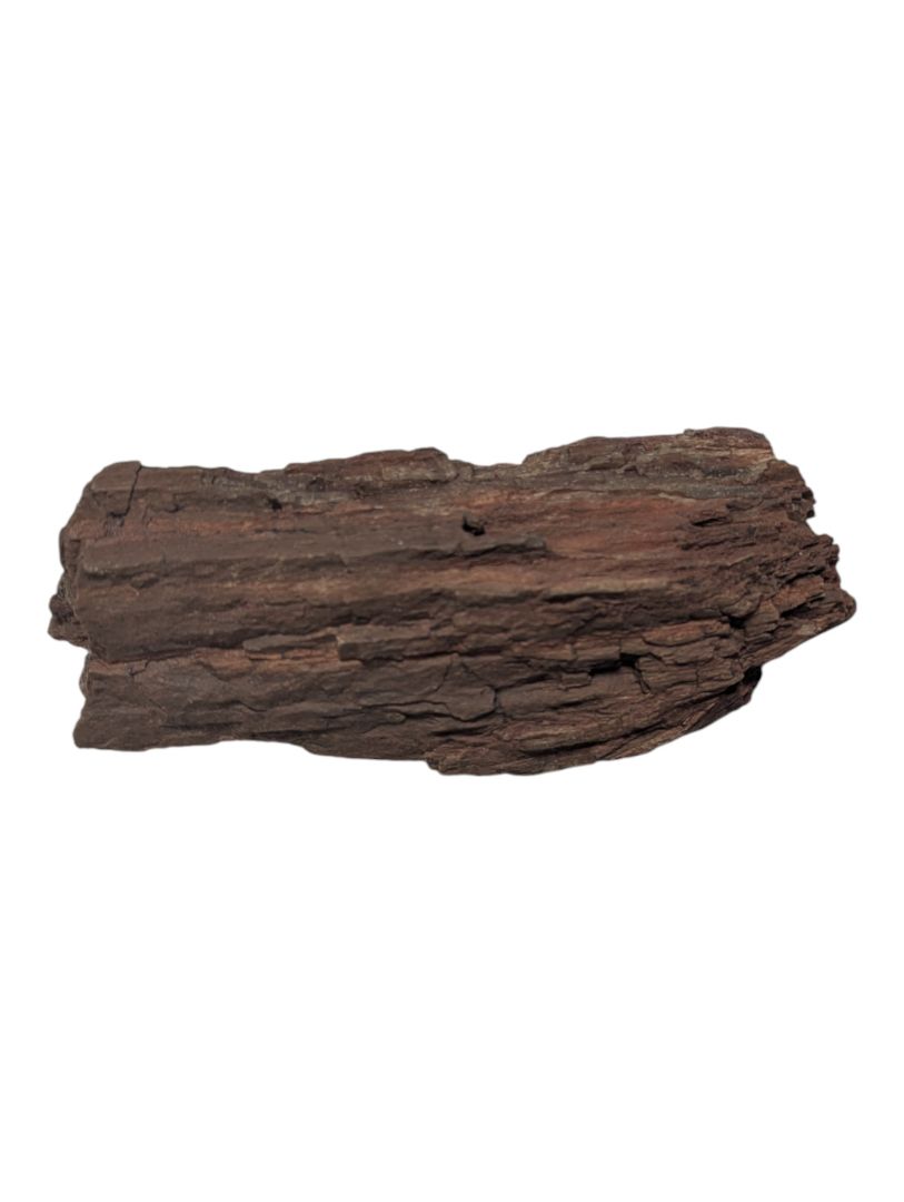 Petrified Wood Branch Fragment – Bark-Textured Rough
