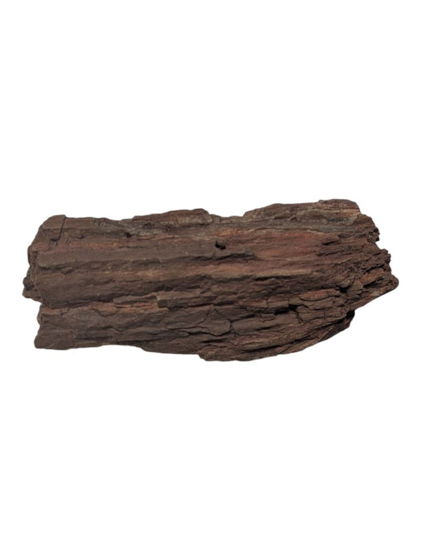 Petrified Wood Branch Fragment – Bark-Textured Rough