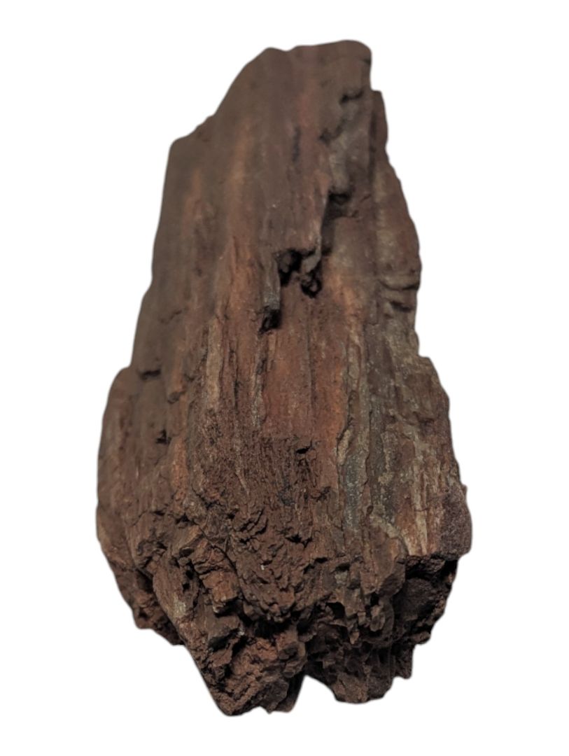 Petrified Wood Branch Fragment – Bark-Textured Rough