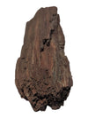 Petrified Wood Branch Fragment – Bark-Textured Rough