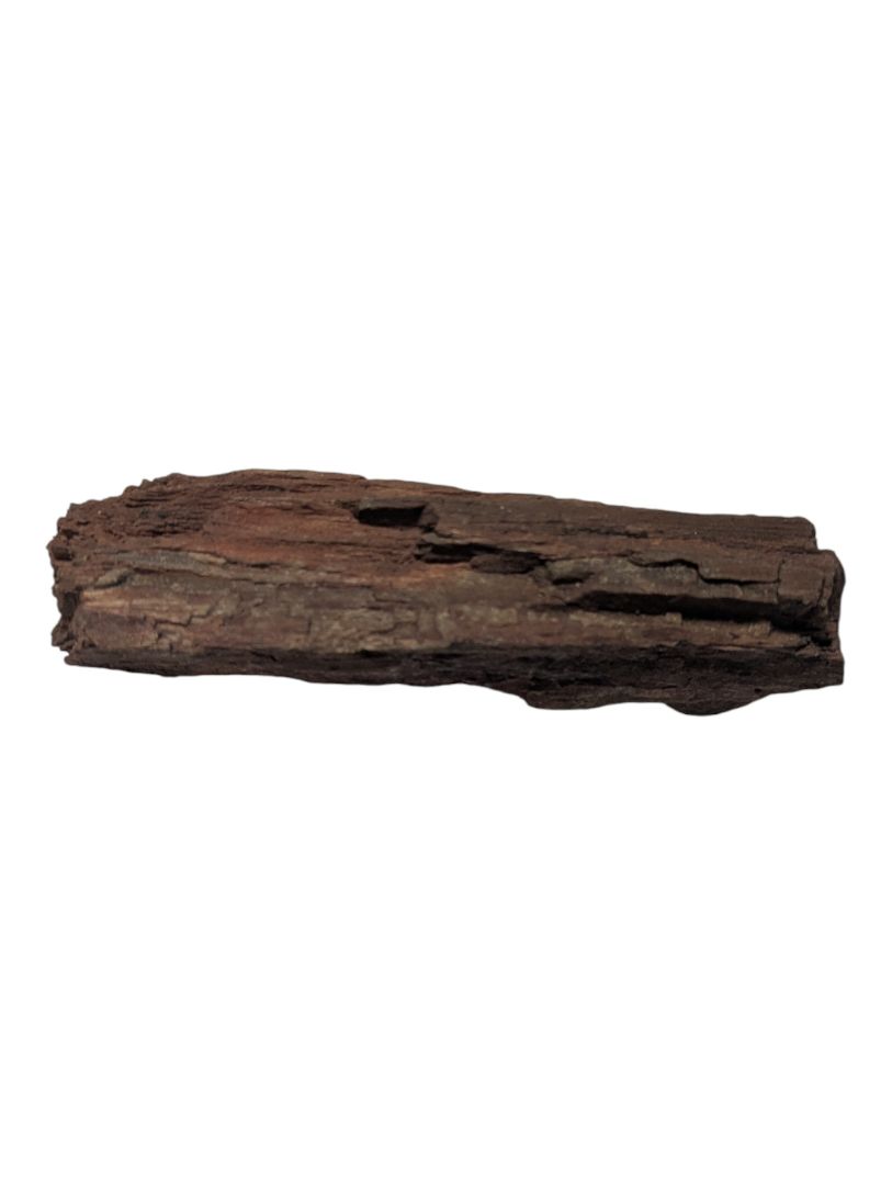 Petrified Wood Branch Fragment – Bark-Textured Rough