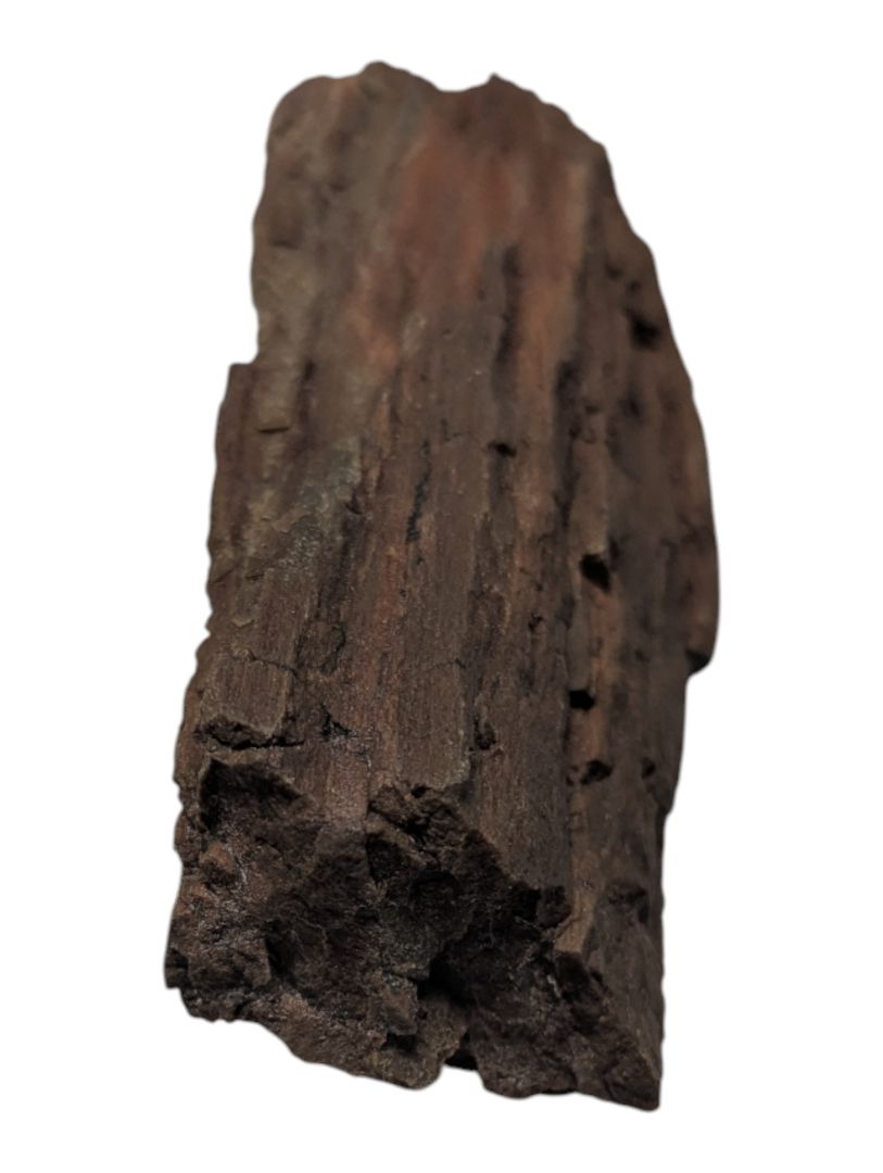 Petrified Wood Branch Fragment – Bark-Textured Rough