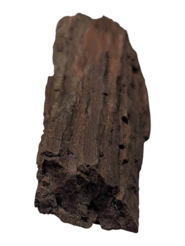 Petrified Wood Branch Fragment – Bark-Textured Rough