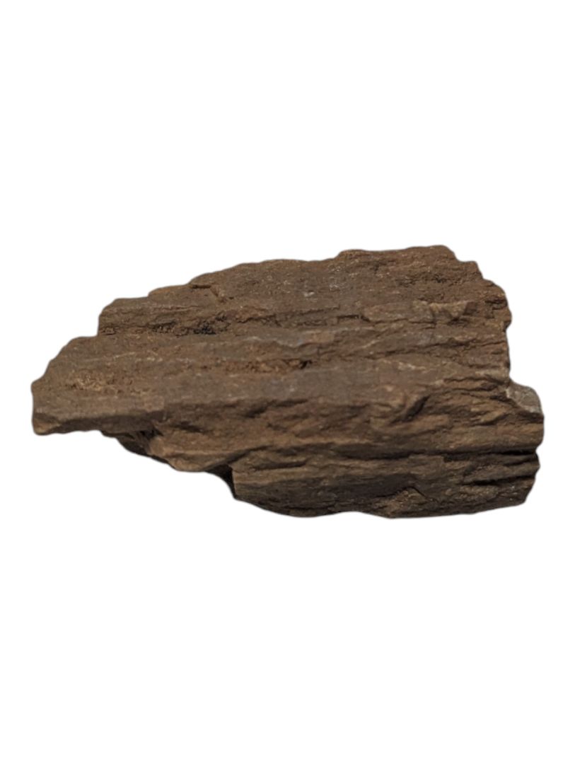 Petrified Wood Specimen