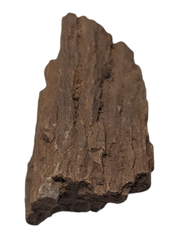 Petrified Wood Specimen