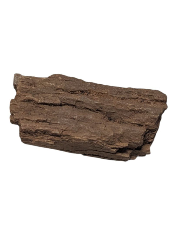 Petrified Wood Specimen